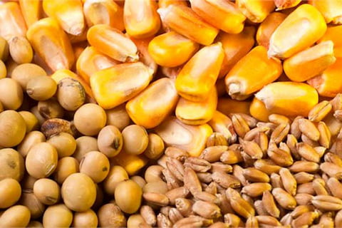 تصویر 2 از قیمت مکمل خوراک دام و طیور + خرید باور نکردنی